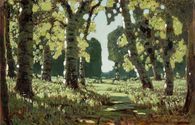 A Birch Grove