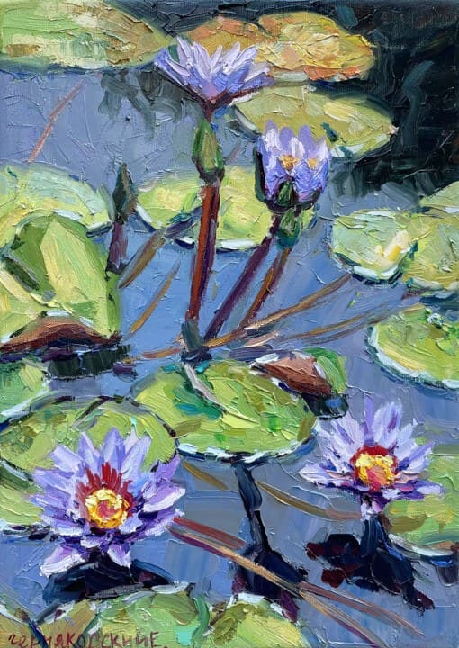 Water lily